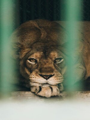 cover image of Caged Lions